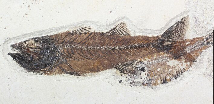 Bargain, Mioplosus Fossil Fish - Wyoming #62672